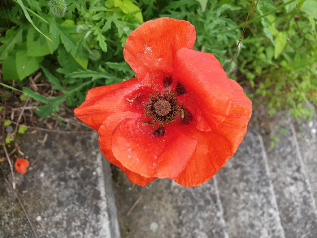 ... papavero pluripetalo